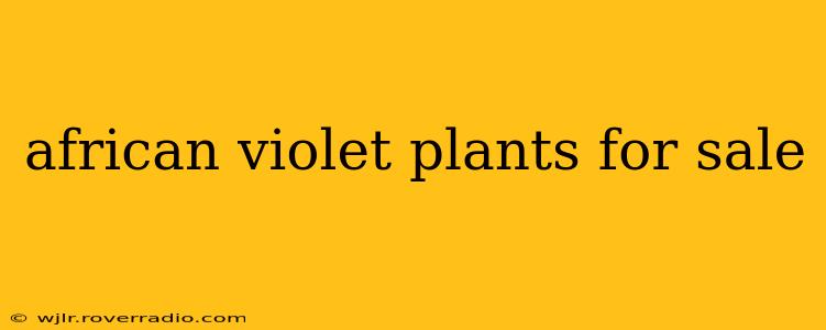 african violet plants for sale
