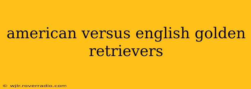 american versus english golden retrievers