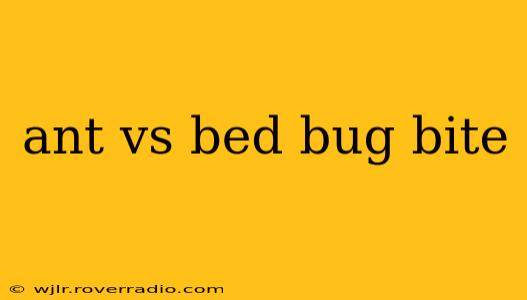 ant vs bed bug bite