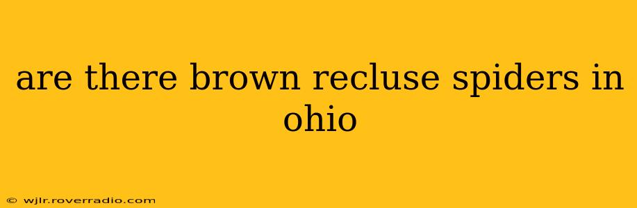 are there brown recluse spiders in ohio