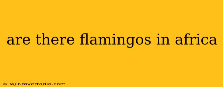 are there flamingos in africa