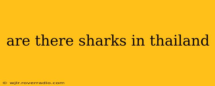 are there sharks in thailand