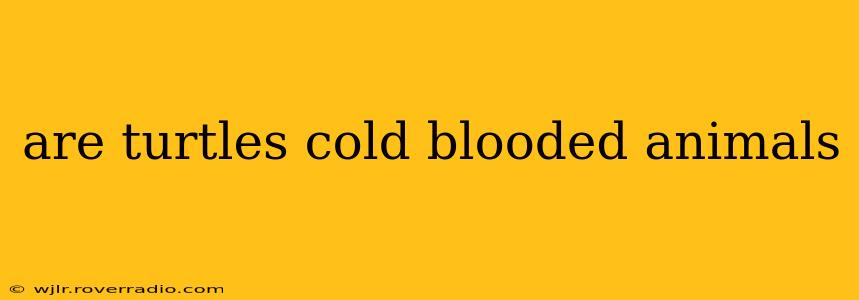 are turtles cold blooded animals