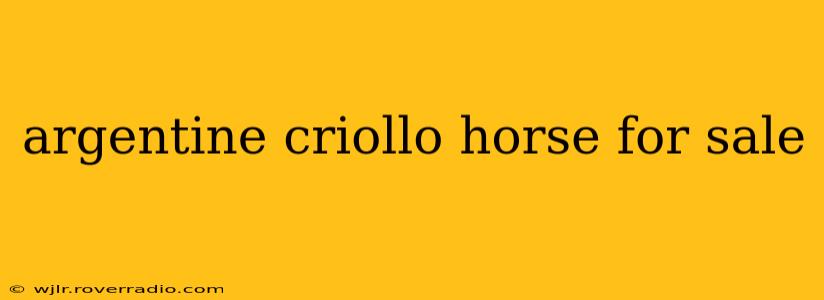 argentine criollo horse for sale