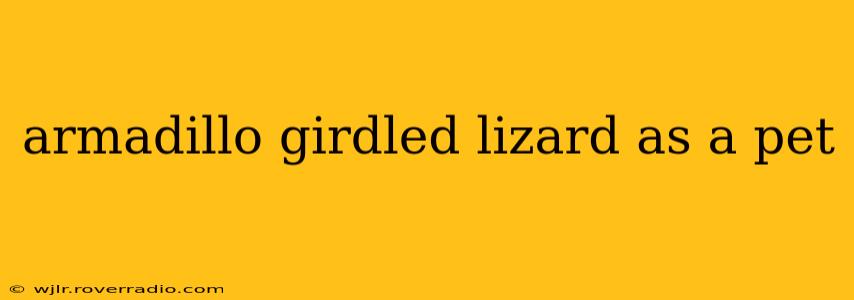 armadillo girdled lizard as a pet