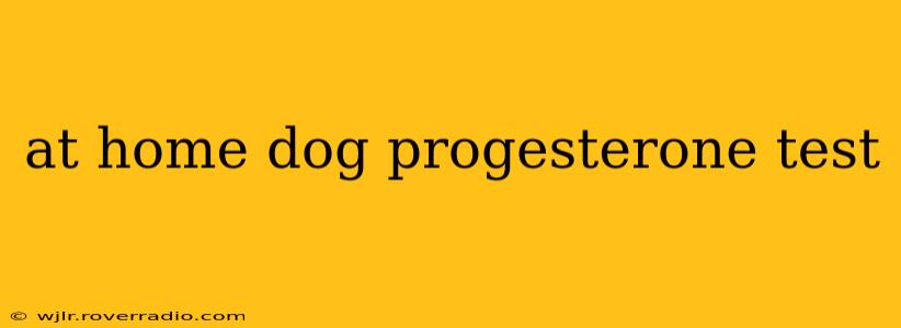 at home dog progesterone test