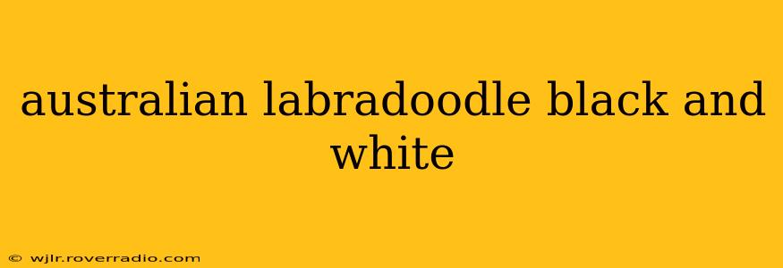 australian labradoodle black and white