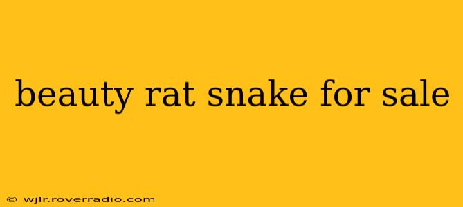 beauty rat snake for sale