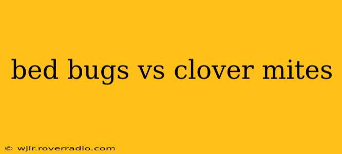 bed bugs vs clover mites