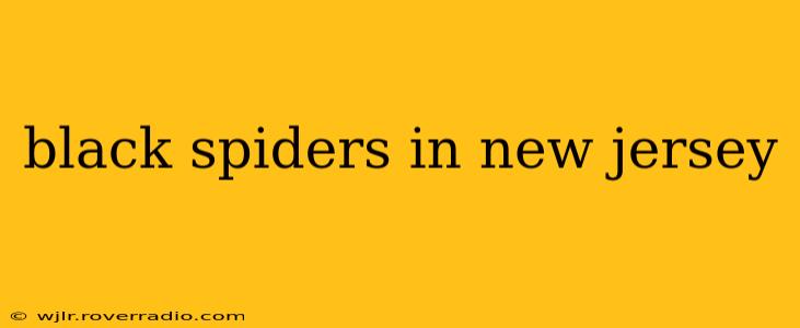 black spiders in new jersey
