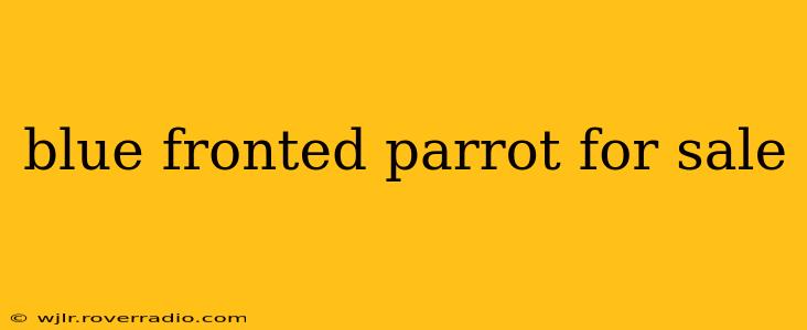 blue fronted parrot for sale