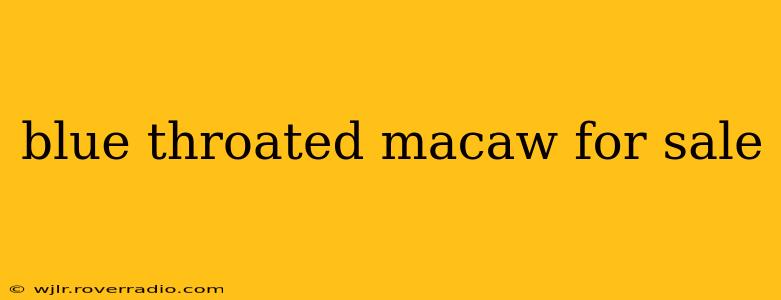 blue throated macaw for sale