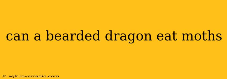can a bearded dragon eat moths