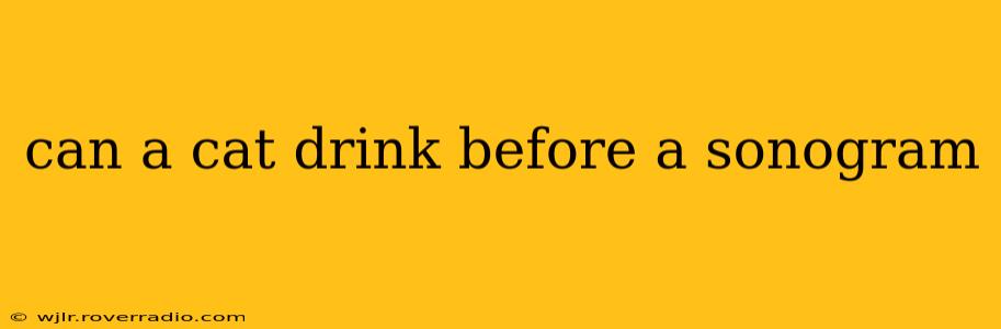 can a cat drink before a sonogram