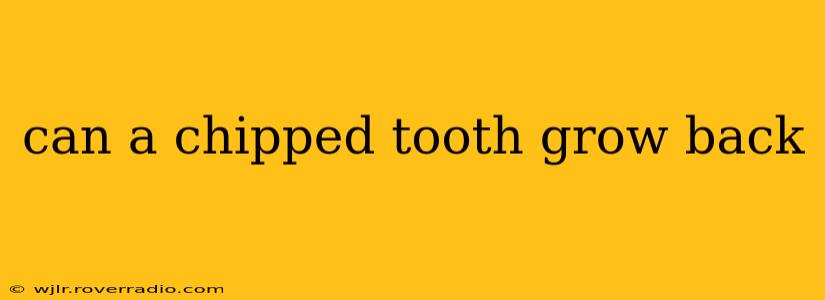 can a chipped tooth grow back