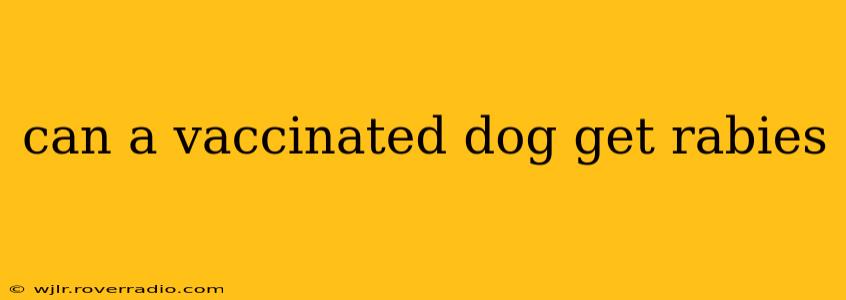can a vaccinated dog get rabies