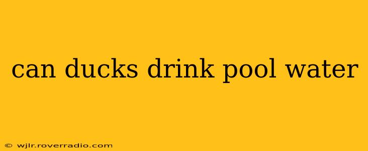 can ducks drink pool water