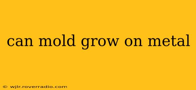 can mold grow on metal