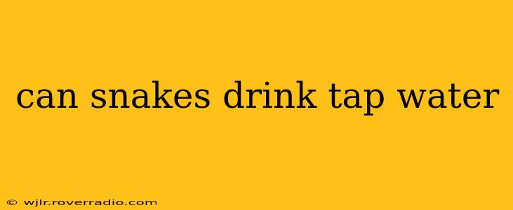 can snakes drink tap water
