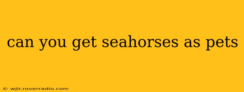 can you get seahorses as pets