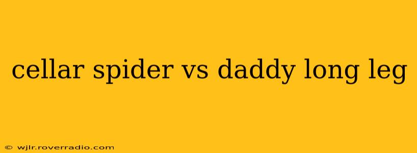cellar spider vs daddy long leg