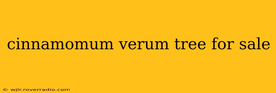 cinnamomum verum tree for sale