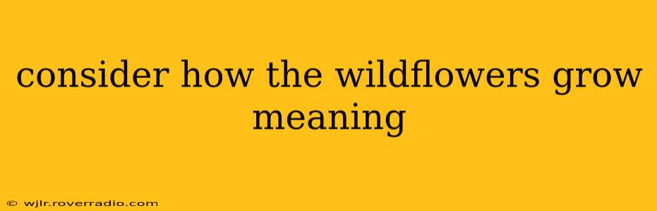 consider how the wildflowers grow meaning