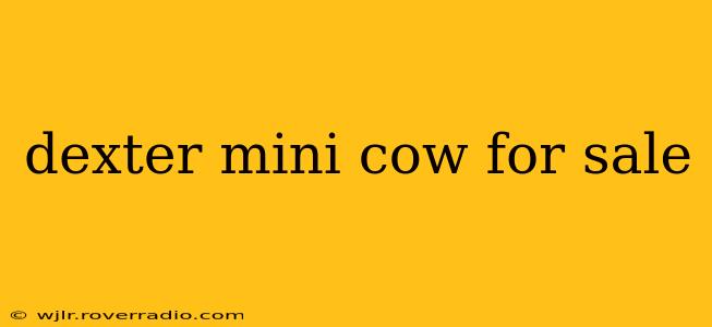 dexter mini cow for sale