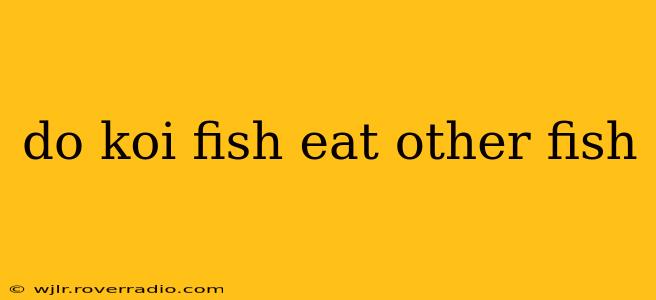 do koi fish eat other fish
