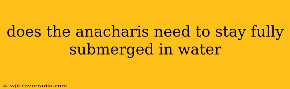 does the anacharis need to stay fully submerged in water