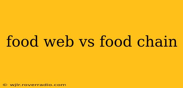 food web vs food chain