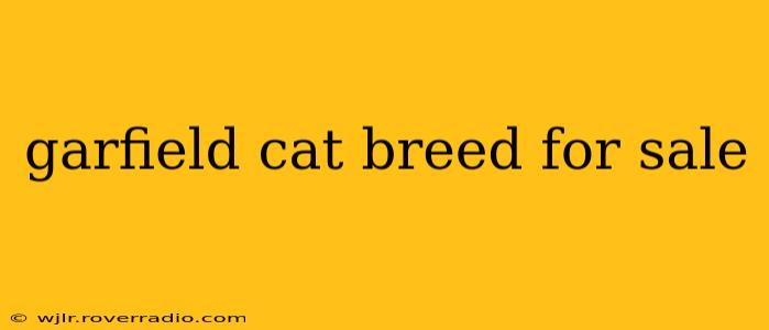 garfield cat breed for sale