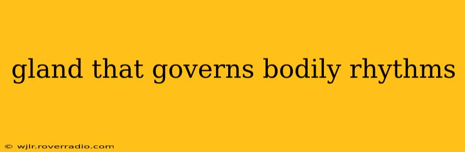 gland that governs bodily rhythms