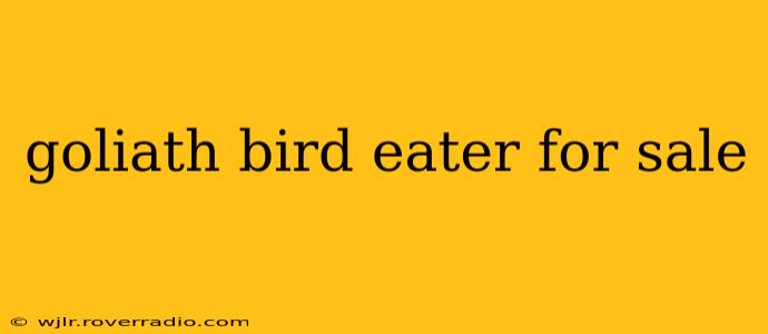goliath bird eater for sale