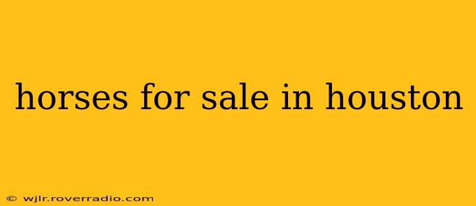 horses for sale in houston