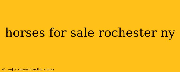horses for sale rochester ny