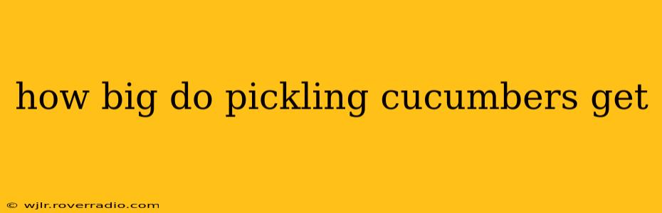 how big do pickling cucumbers get