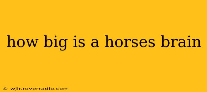 how big is a horses brain