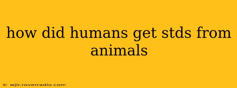 how did humans get stds from animals