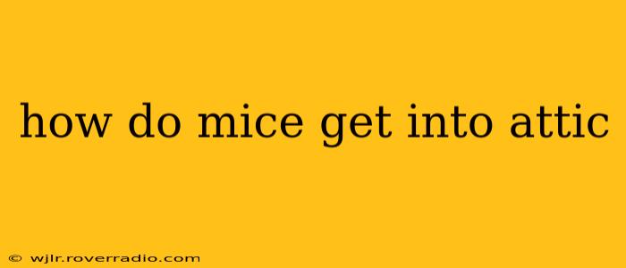 how do mice get into attic