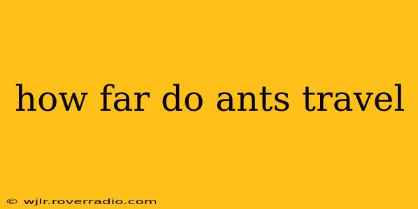how far do ants travel