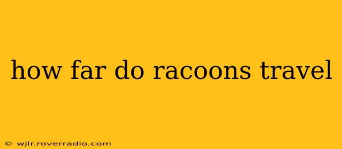 how far do racoons travel