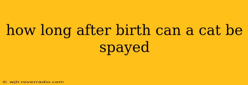 how long after birth can a cat be spayed