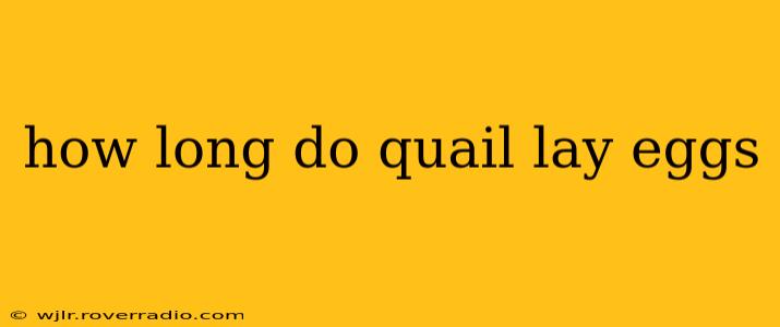 how long do quail lay eggs
