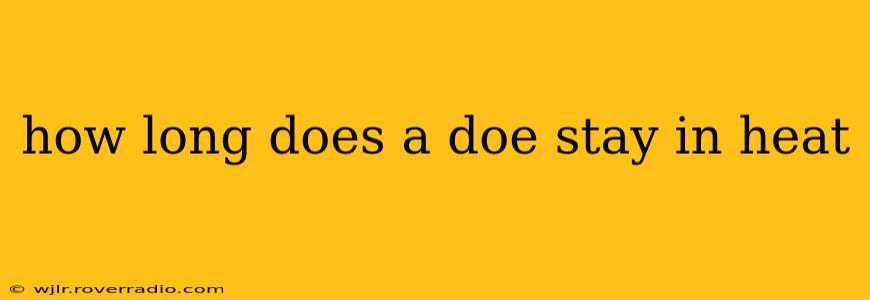 how long does a doe stay in heat
