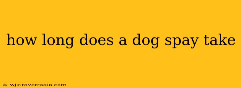 how long does a dog spay take