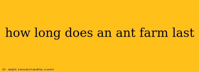 how long does an ant farm last