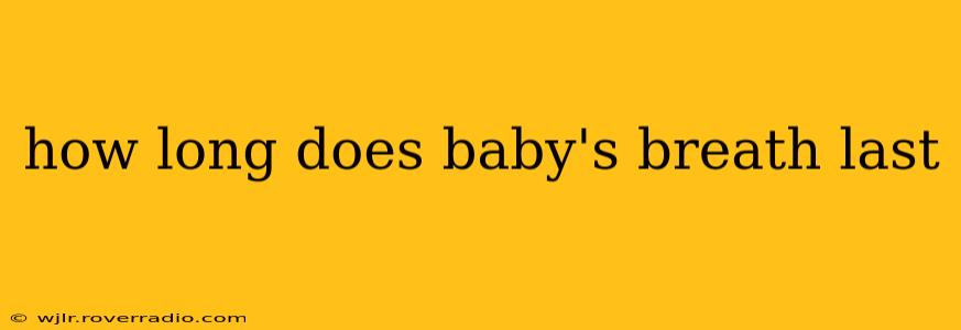 how long does baby's breath last