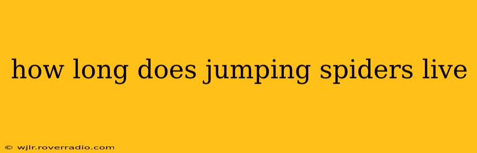 how long does jumping spiders live