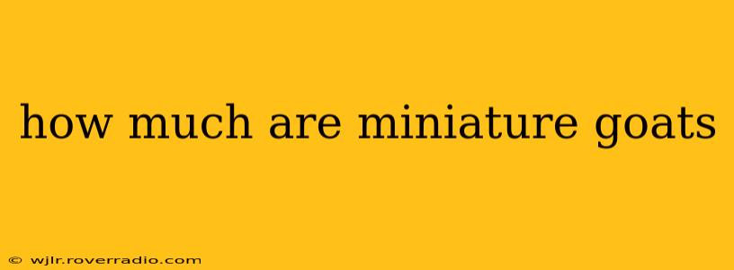 how much are miniature goats